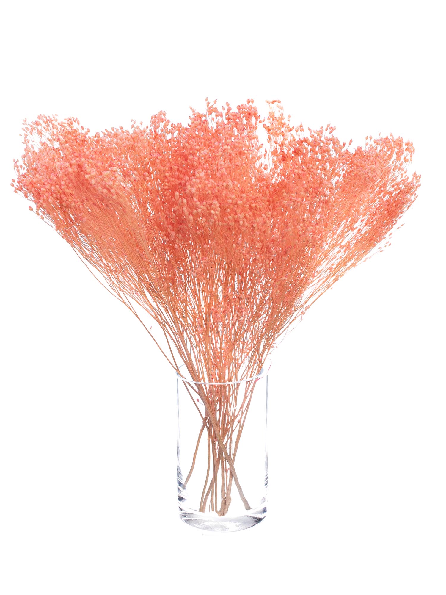 blumigo-trockenblumen-ginster-getrocknet-rosa-bund image 3