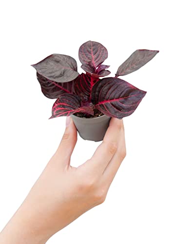 plnts-babyplnts-herbstii-bloodleaf-zimmerpflanze-6cm-topf image 8
