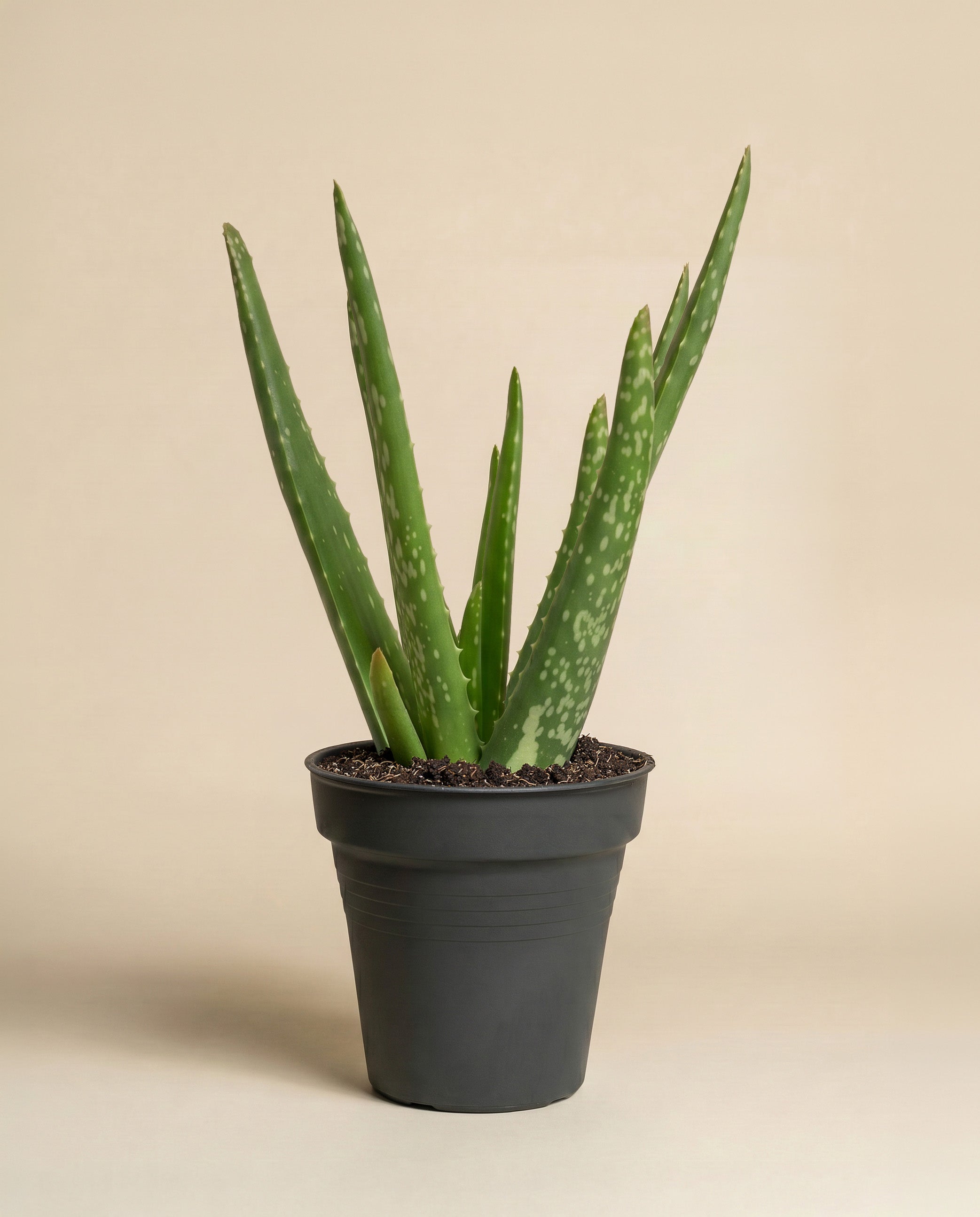 feey-variado-echte-aloe-zimmerpflanze-ohne-bertopf-pflegeleicht image 3