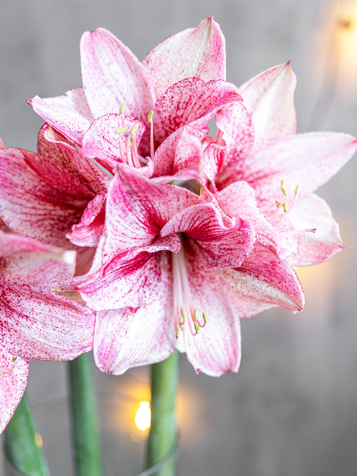 blumigo-amaryllis-revelation-schnittblume-pink-wei image 3