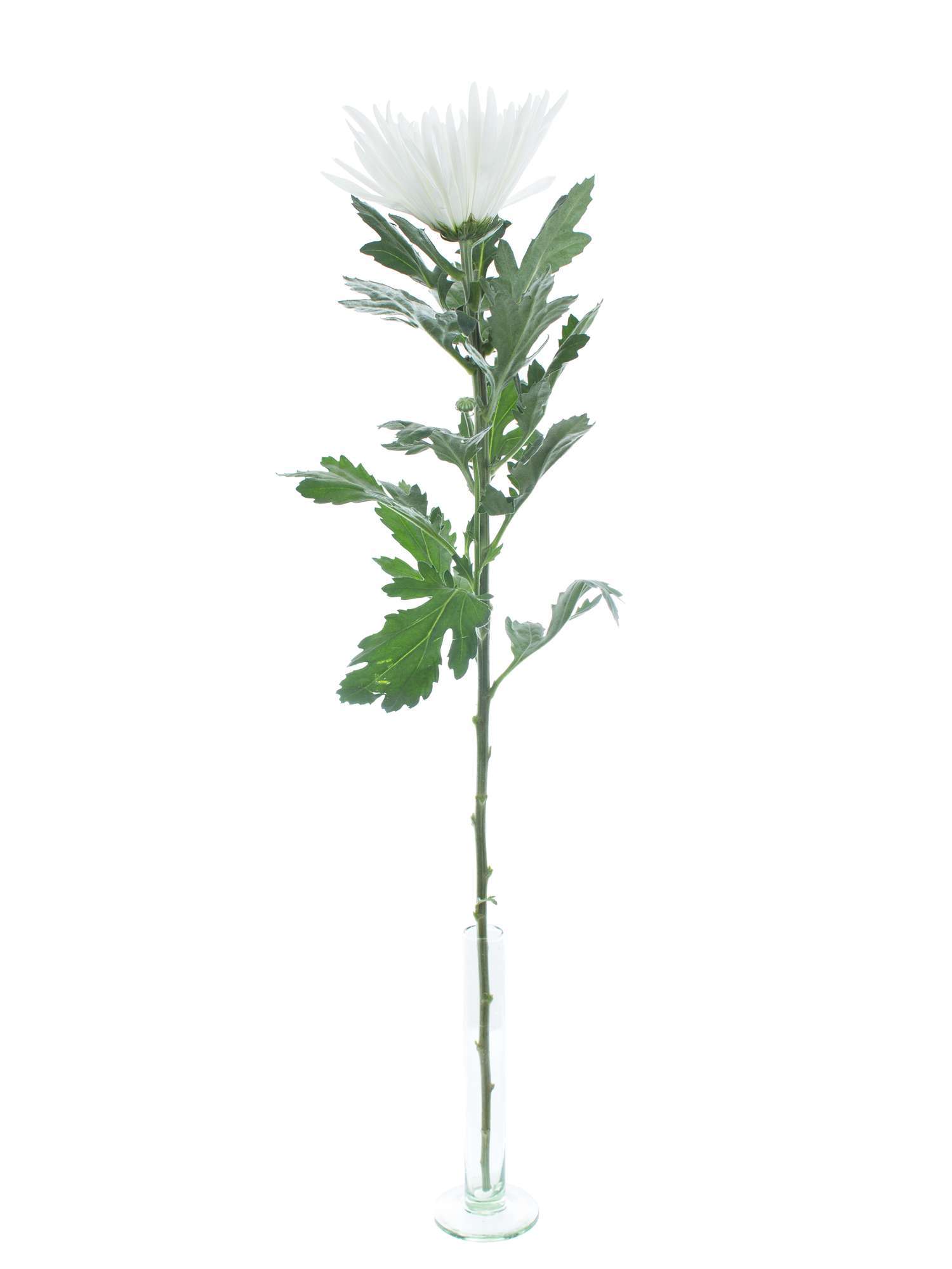 blumigo-chrysanthemen-anabel-wei-schnittblumen image 3