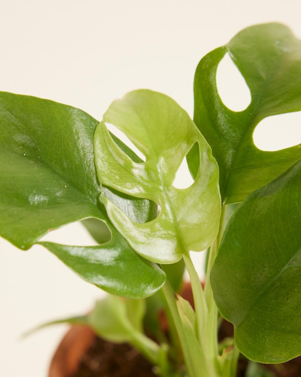 plnts-babyplnts-rhaphidophora-tetrasperma-15cm image 3