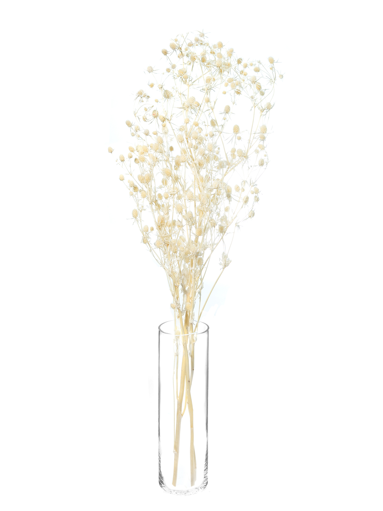 blumigo-trockenblumen-disteln-creme-wei-gebleicht image 2