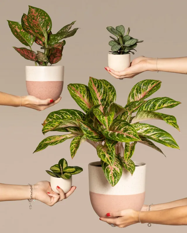 feey-variado-tropical-beauty-zimmerpflanzen-set-4-teilig image 1