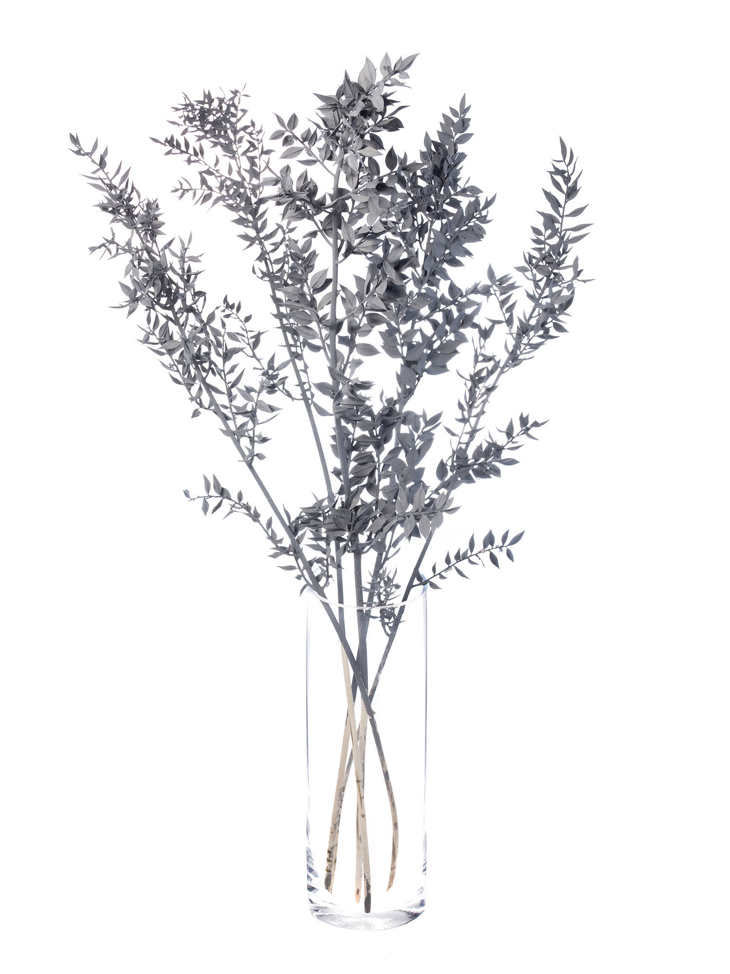 blumigo-trockenblumen-ruscus-m-usedorn-getrocknet-grau image 2