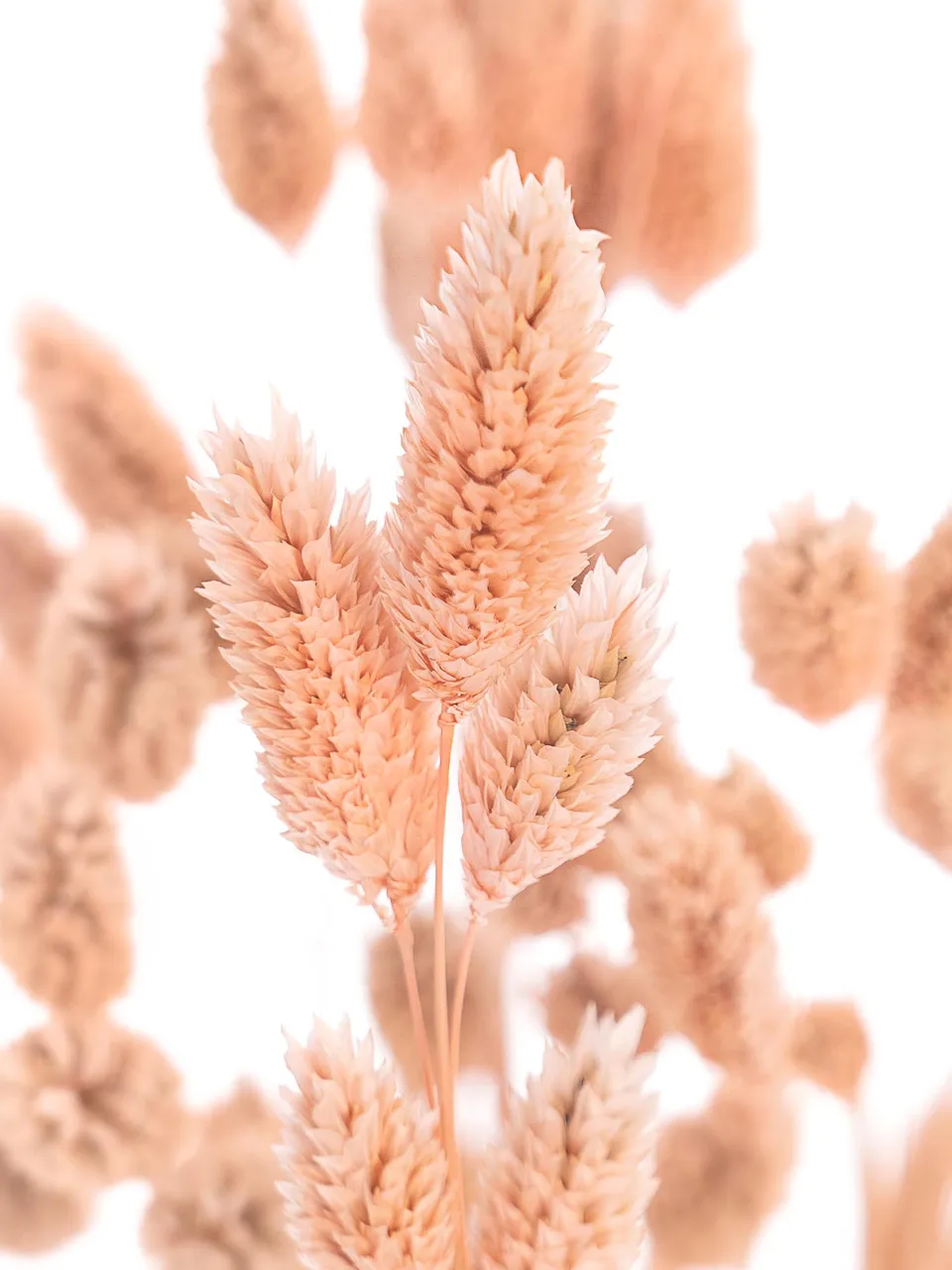 blumigo-trockenblumen-phalaris-glanzgras-apricot-rosa image 1