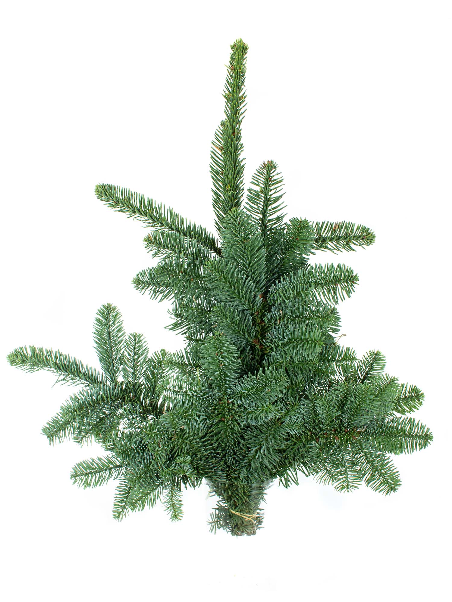 blumigo-tannengr-n-edeltanne-abies-nobilis-bund-deko image 2