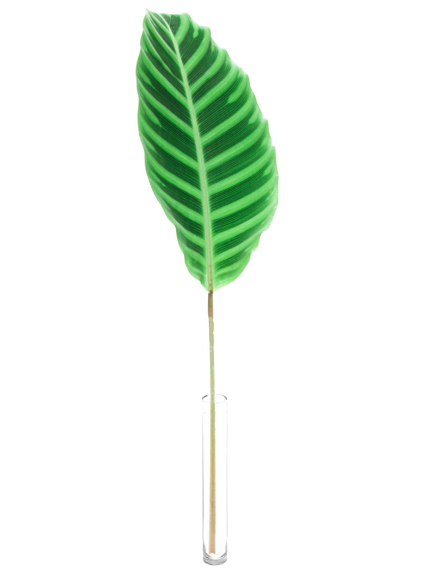 blumigo-blattwerk-calathea-korbmarante-gr-n-stiel image 2