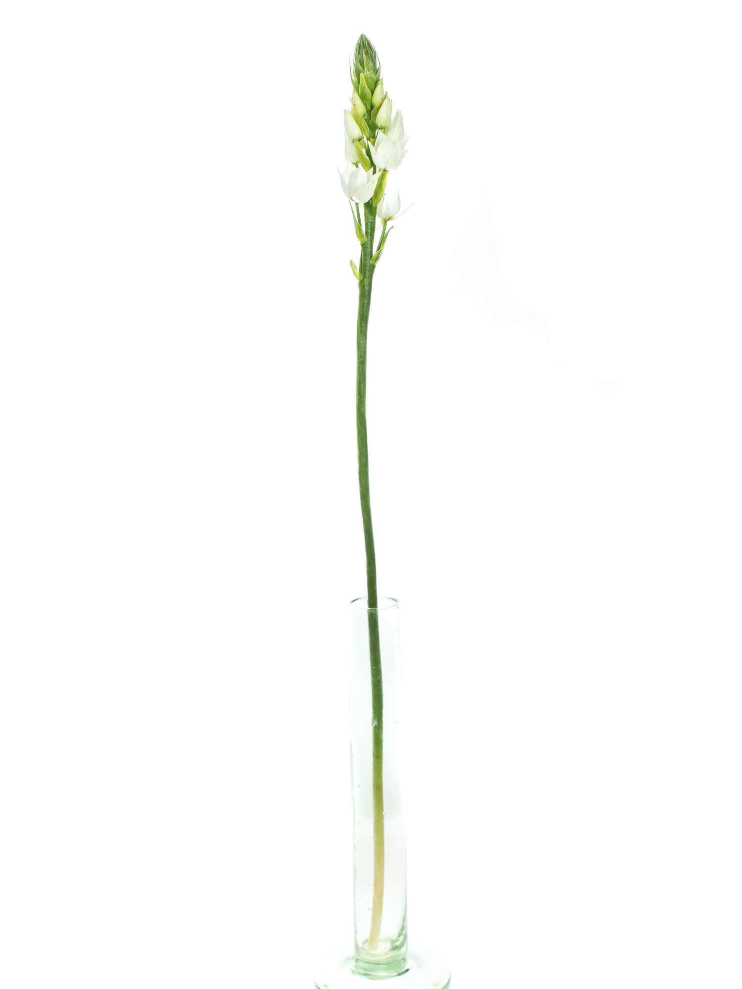 blumigo-fr-hlingsknollen-ornithogalum-thysoides-wei image 3