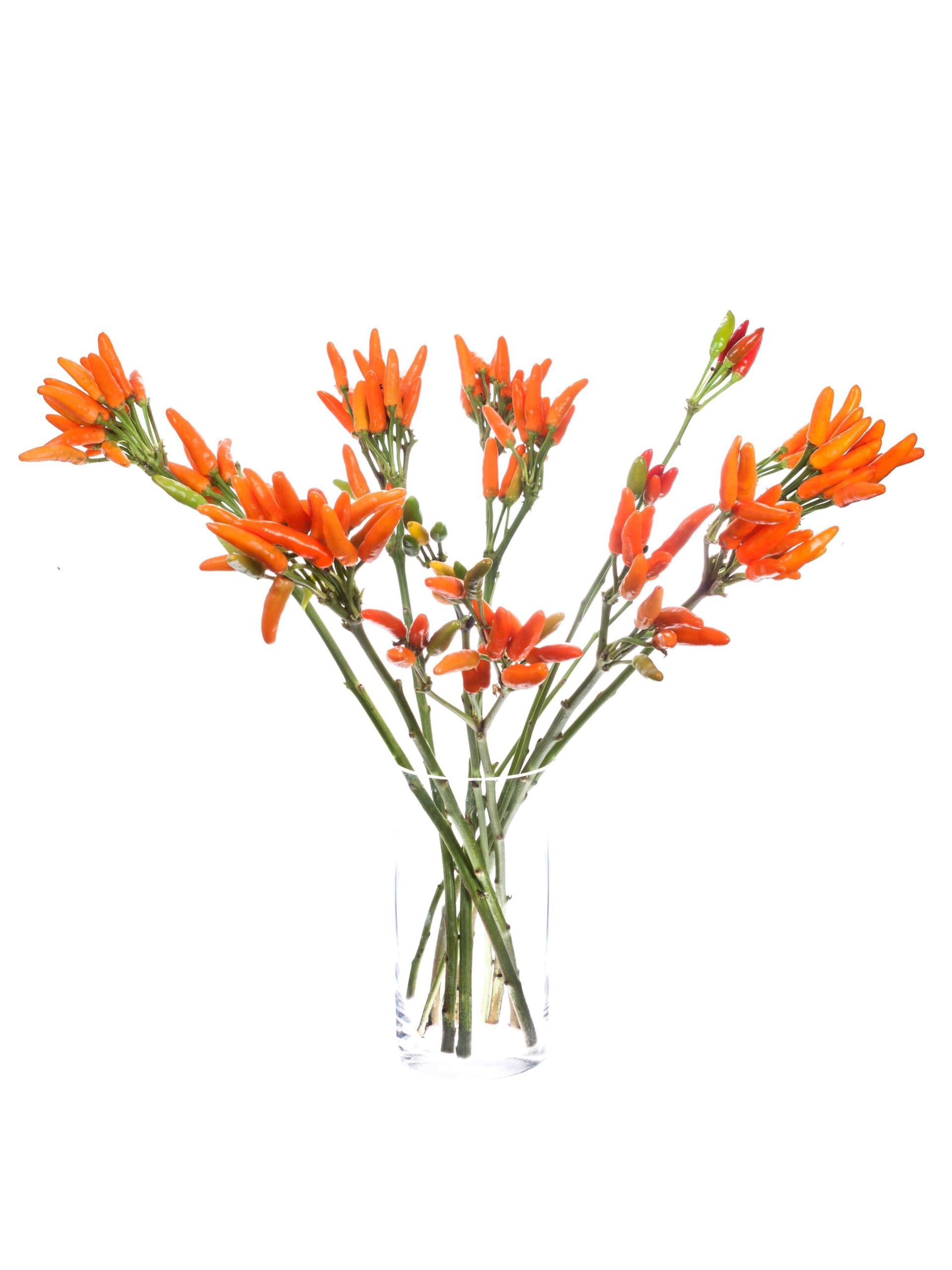 blumigo-herbstdeko-zierpaprika-topfpflanze-orange image 2
