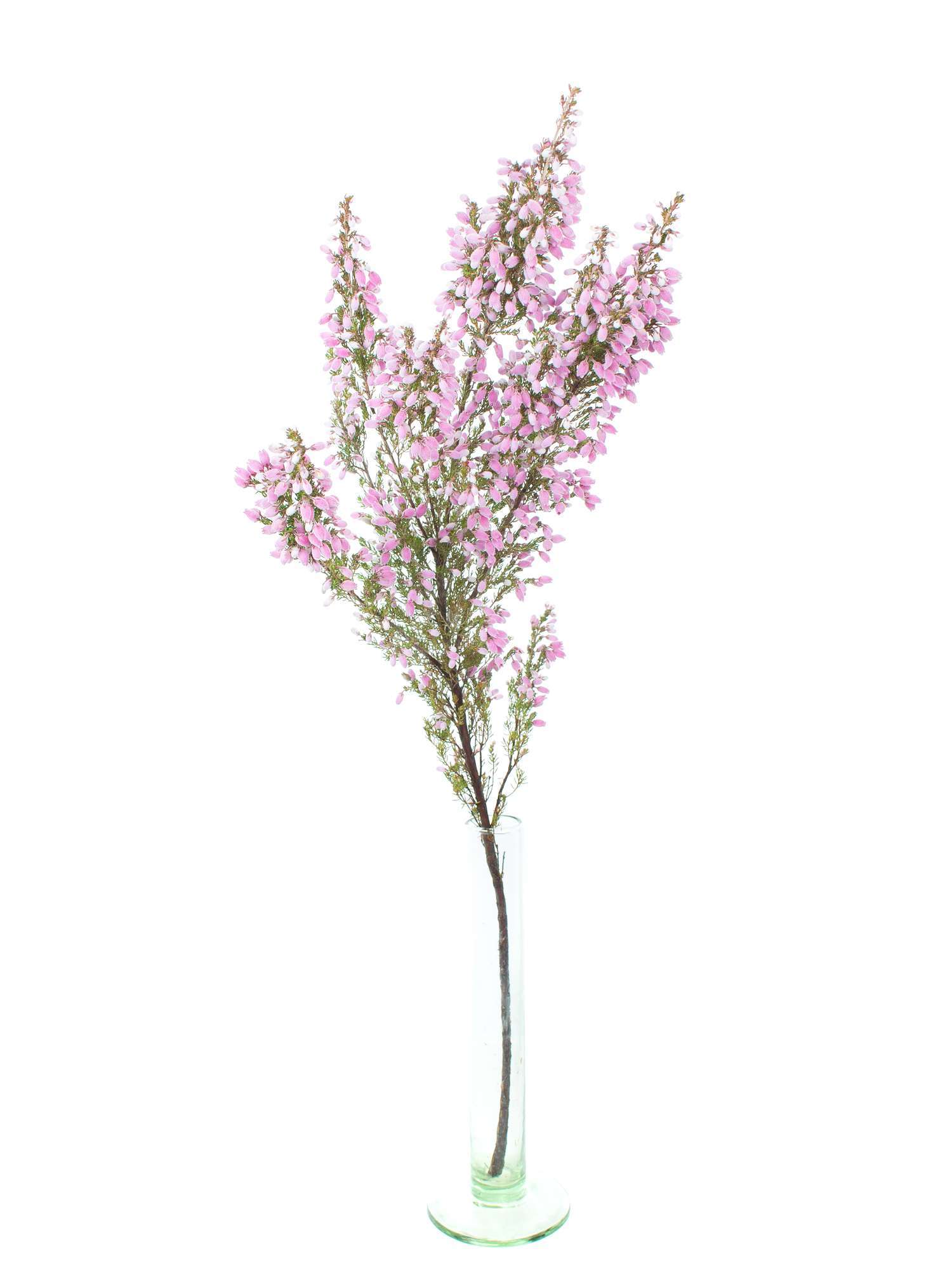 blumigo-herbstdeko-erika-heidekr-uter-rosa-schnittblume image 3