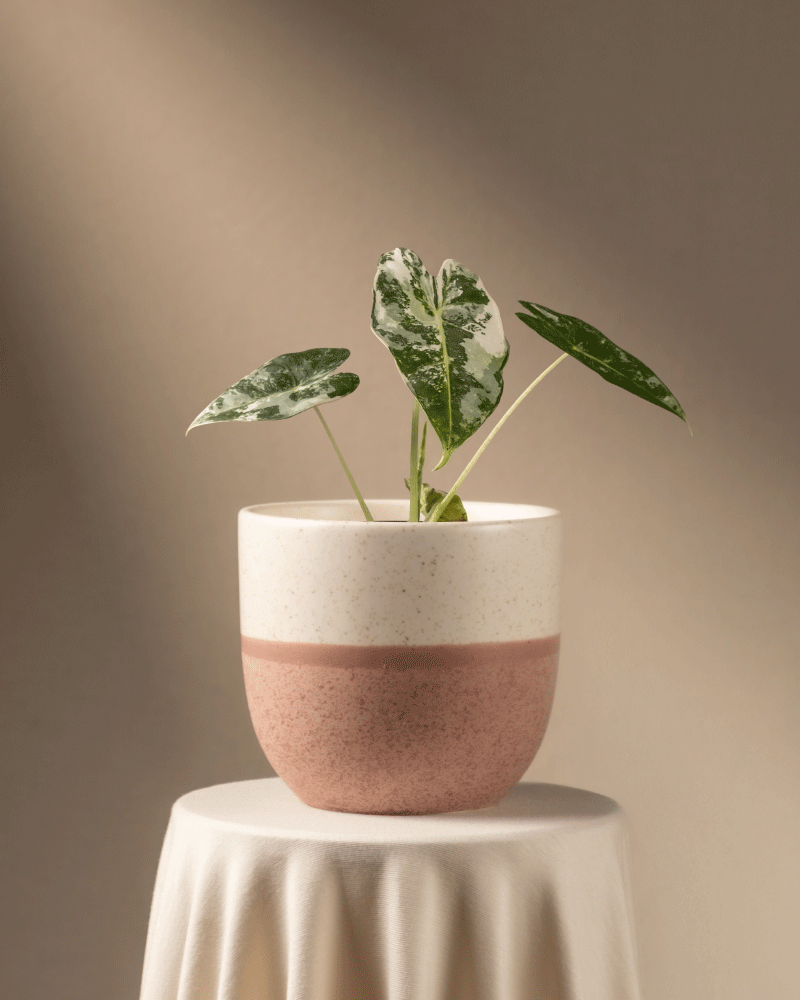 feey-variado-alocasia-frydek-variegata-zimmerpflanze-rarit-t image 5
