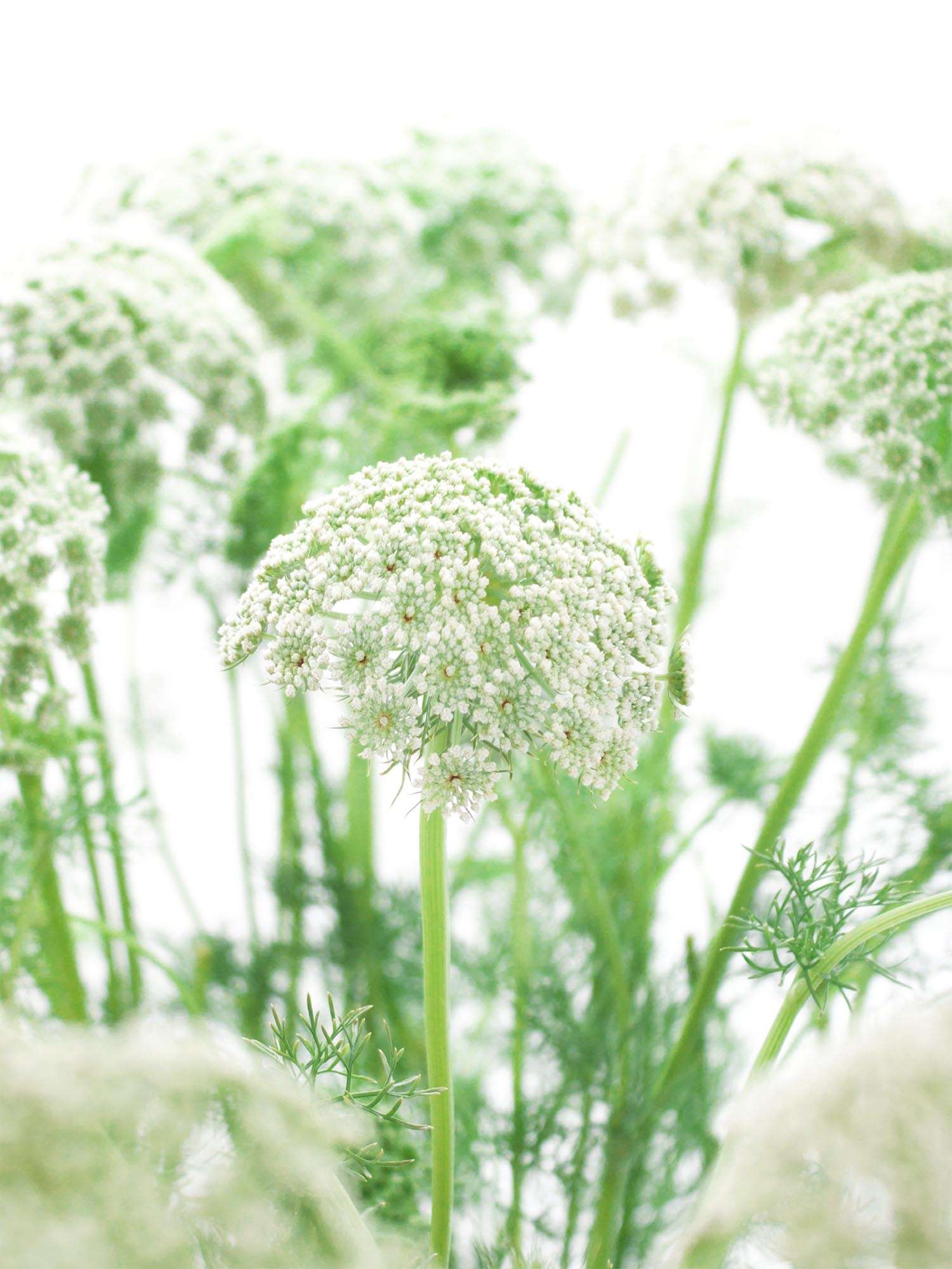 blumigo-ammi-majus-bindegr-n-wei-gr-n-frisches-blattwerk image 3