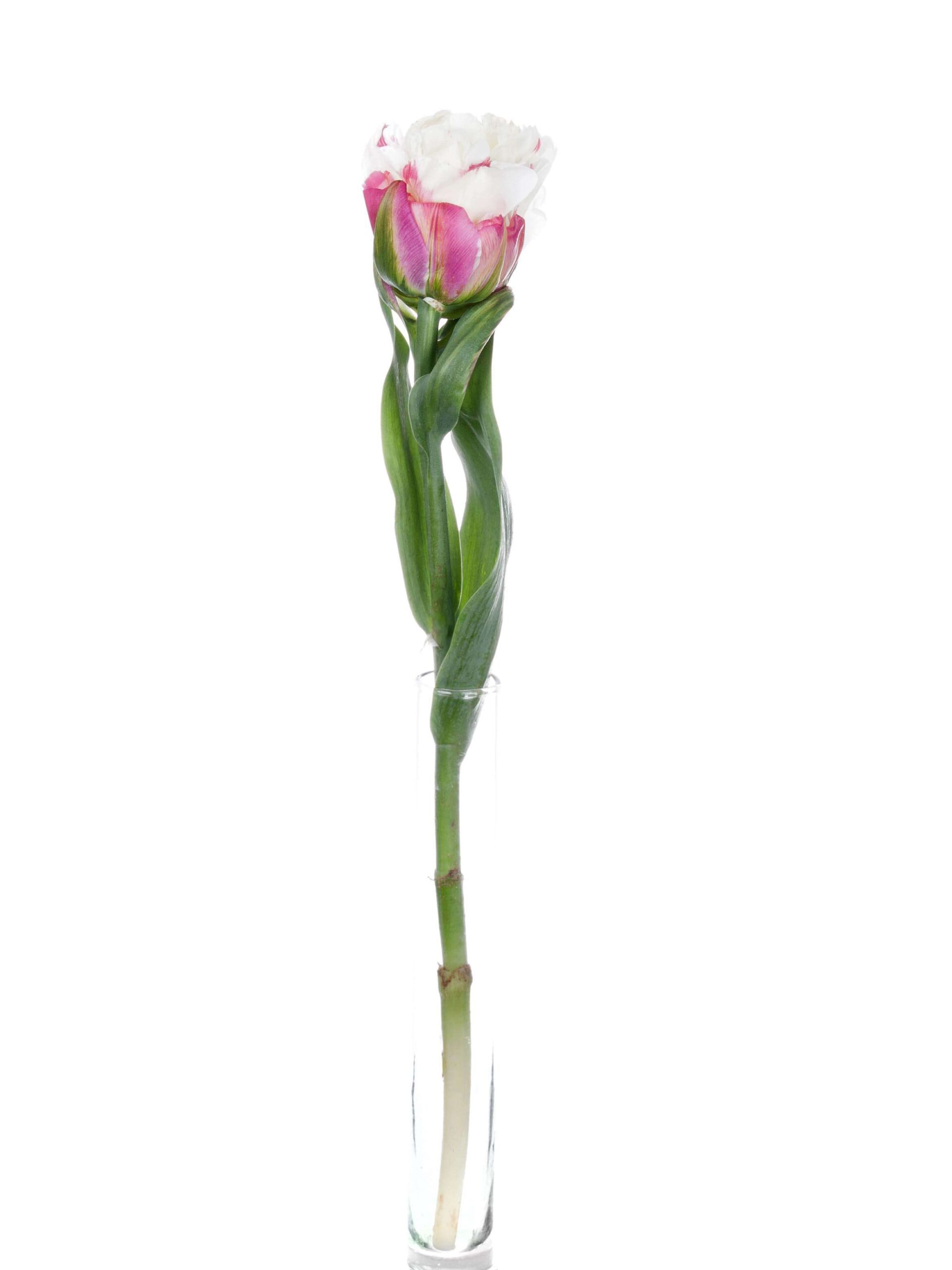 blumigo-tulpen-ice-cream-gef-llt-creme-pink-schnittblumen image 3