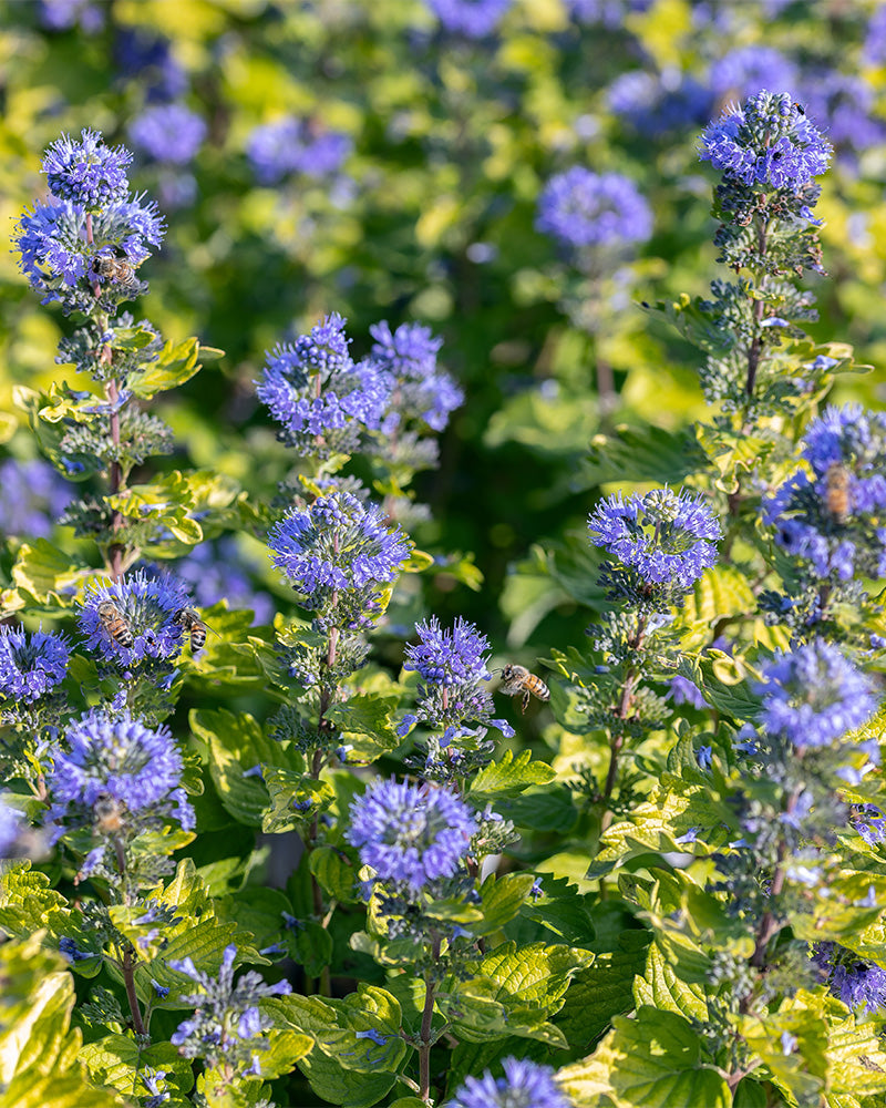 feey-amsterdam-blaue-bartblume-strauch-winterhart image 2