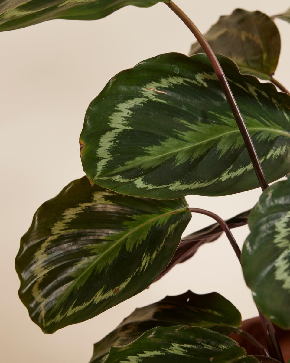 plnts-rareplnts-calathea-medallion-zimmerpflanze-60-cm image 4