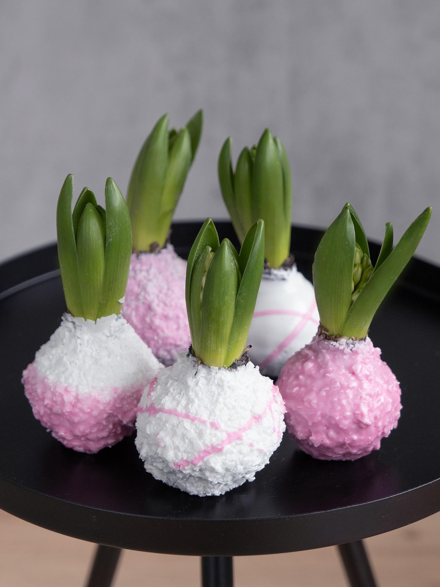 blumigo-fr-hlingsknollen-hyazinthenknollen-farbmix-rosa image 3