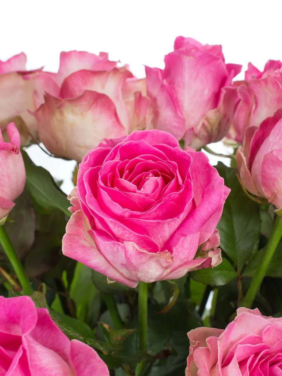blumigo-rosen-avalanche-candy-pink-creme-schnittrose image 1