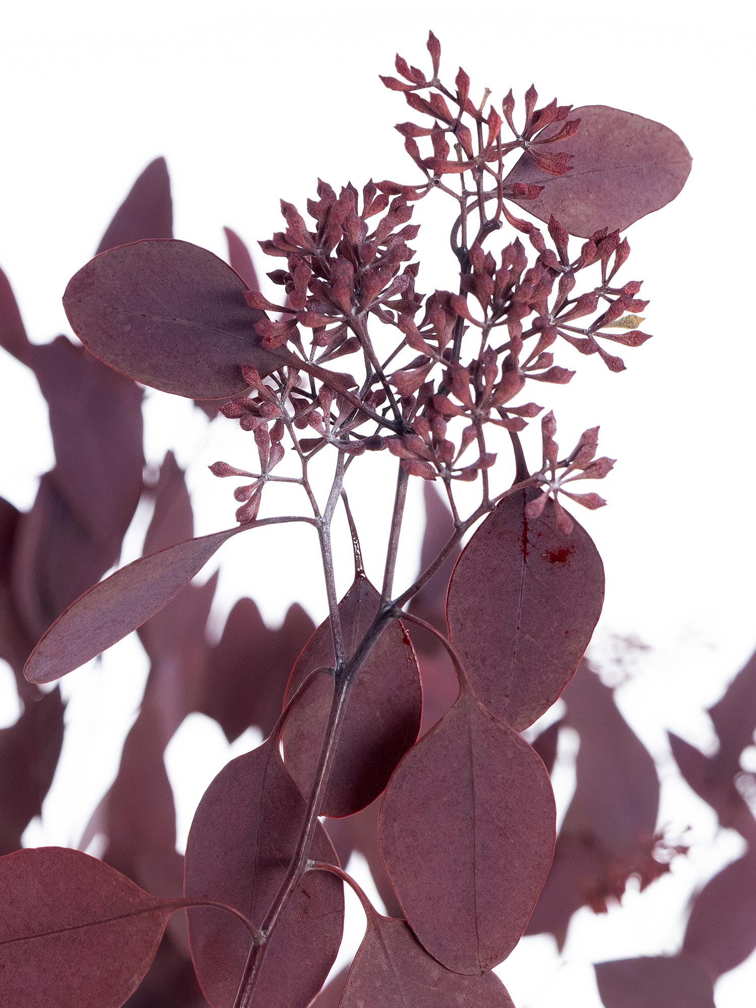 blumigo-eukalyptus-populus-beeren-trockenblumen-rot-konserviert image 1