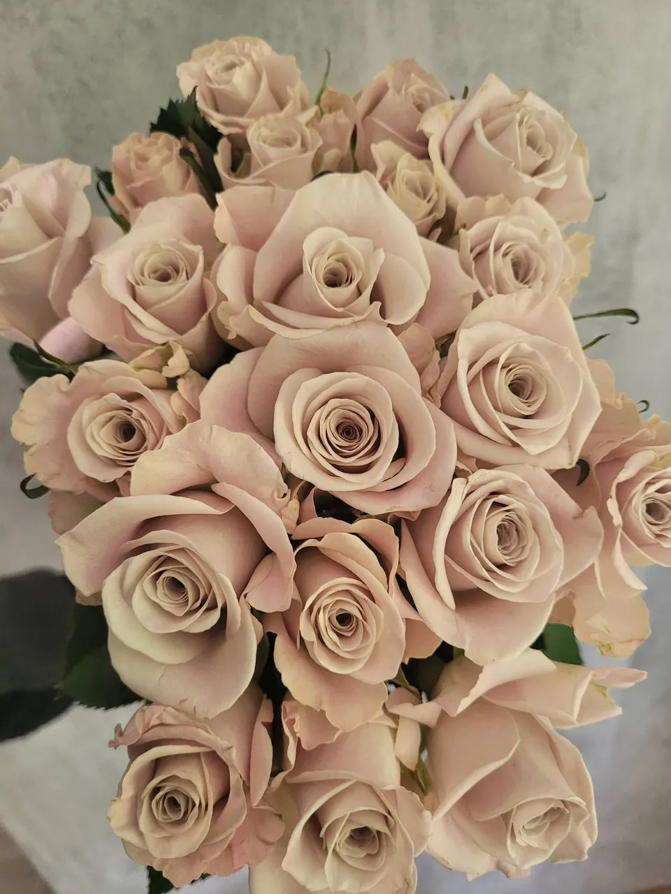 blumigo-la-menta-rose-sand-creme-schnittrose image 1