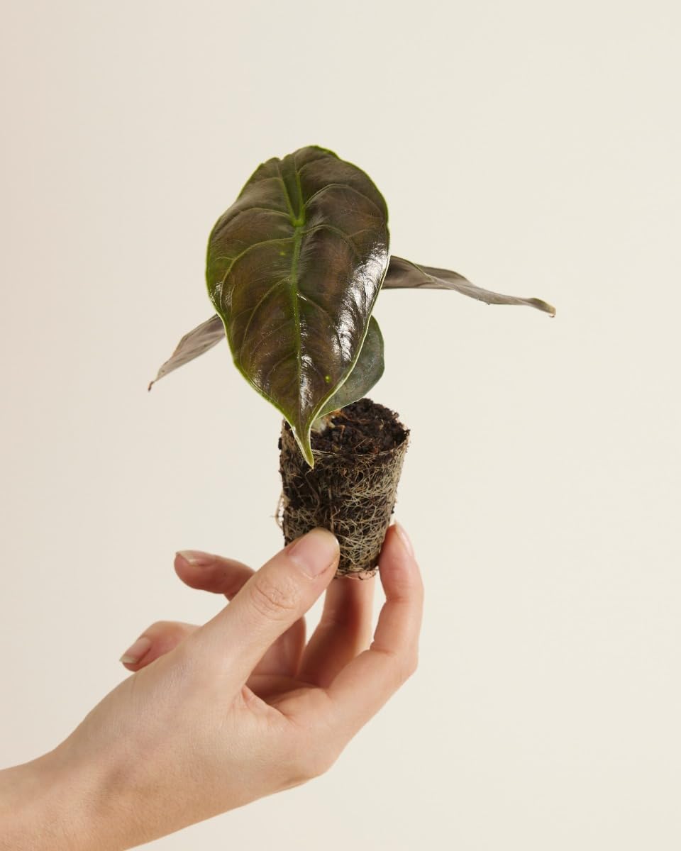 plnts-babyplnts-alocasia-azlanii-zimmerpflanze-10-cm-babypflanze image 2