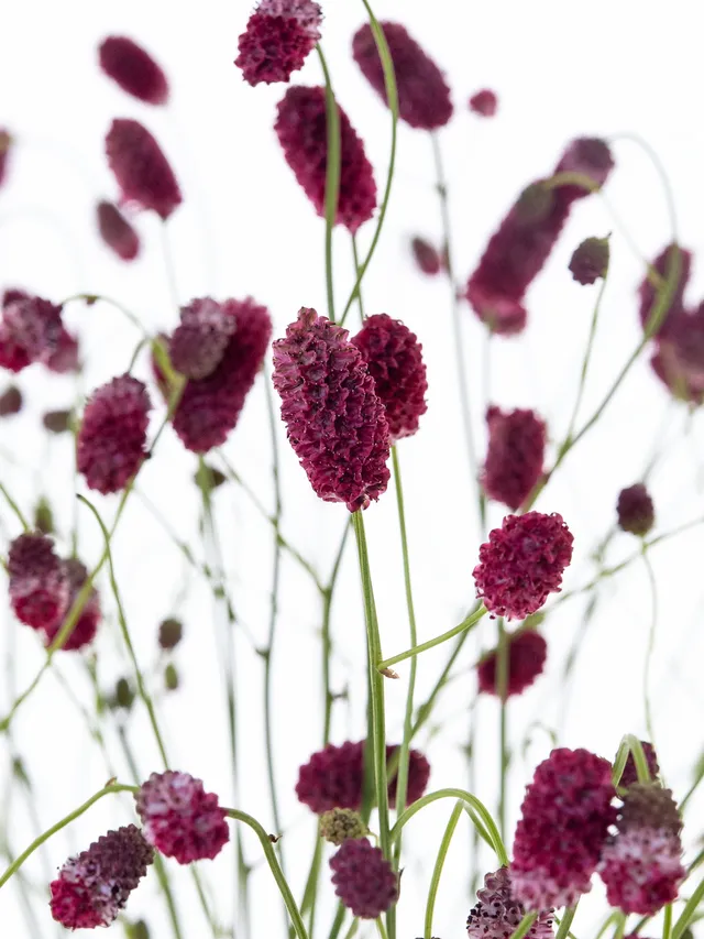 blumigo-blattwerk-sanguisorba-wiesenknopf-rot-schnittblume image 1