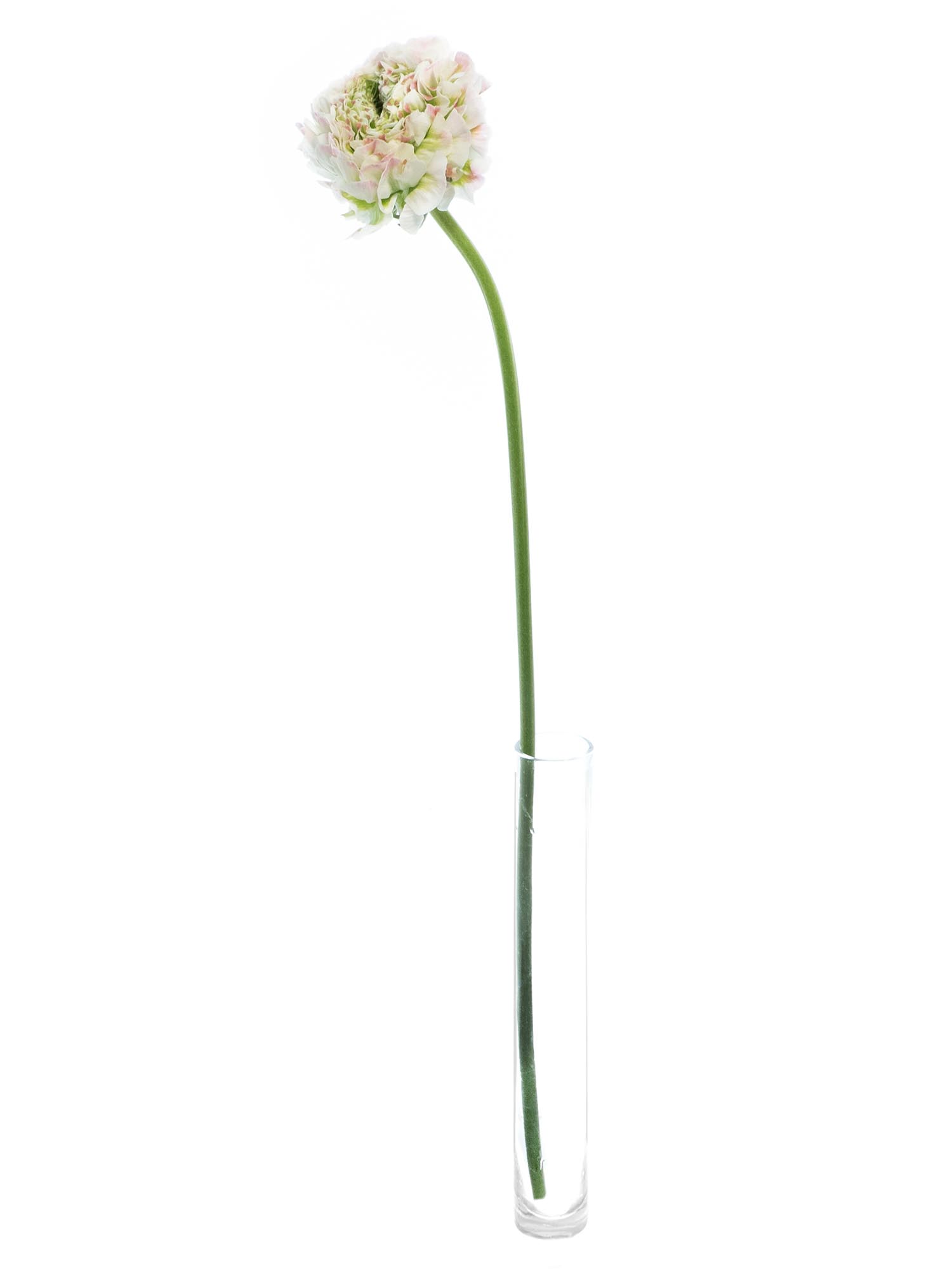 blumigo-ranunkeln-xl-ponpon-ranunkel-rosa-wei-1-stiel image 3
