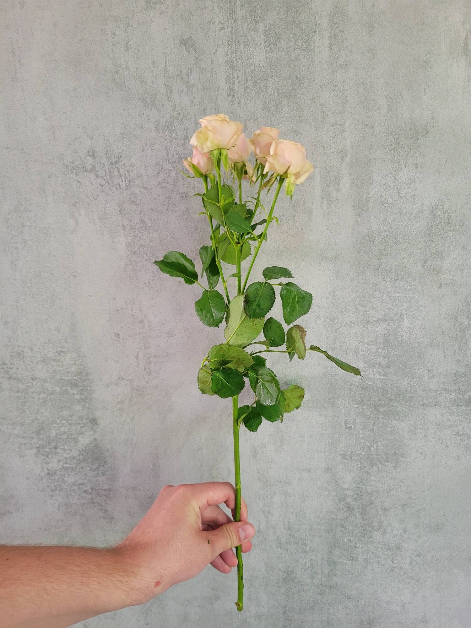 blumigo-rosen-destini-verzweigt-schnittrose-creme-ros image 4
