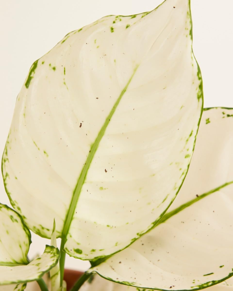 plnts-rareplnts-aglaonema-white-joy-zimmerpflanze-12cm-25cm image 3
