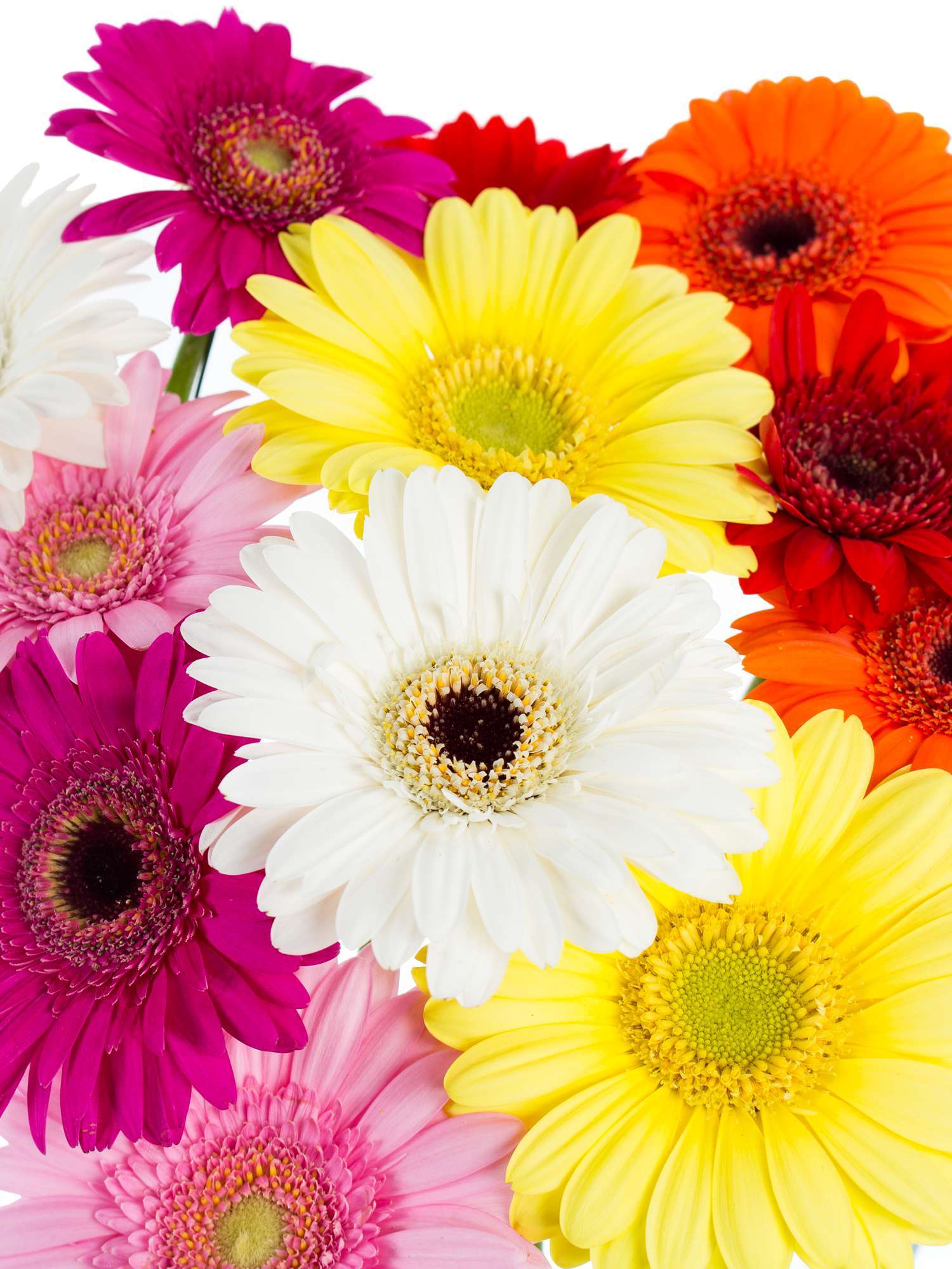 blumigo-gerbera-mini-bunte-mischung-schnittblume image 4