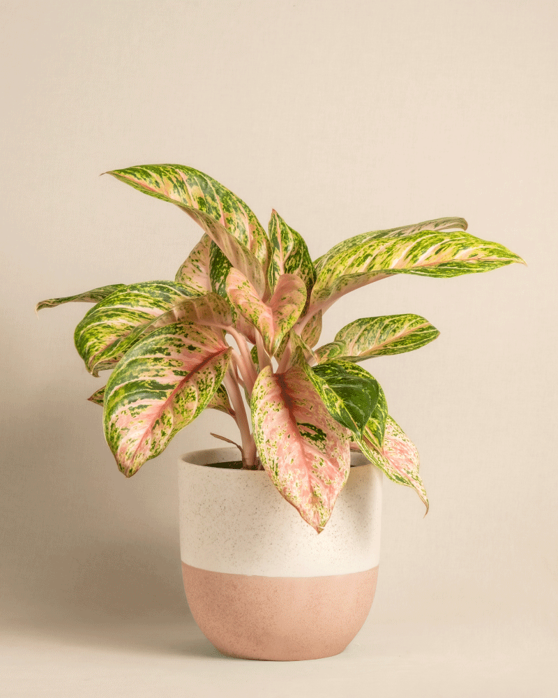 feey-variado-aglaonema-cocomelon-halbschattig image 5