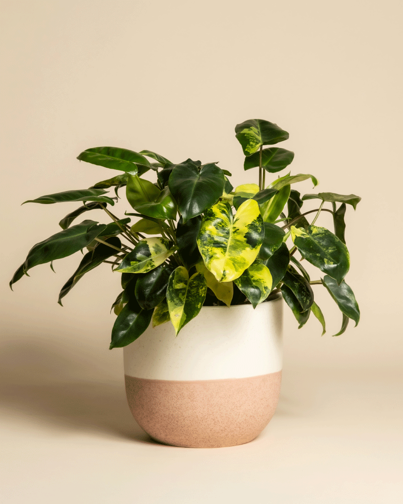feey-variado-philodendron-burle-marx-zimmerpflanze-rarit-t image 5