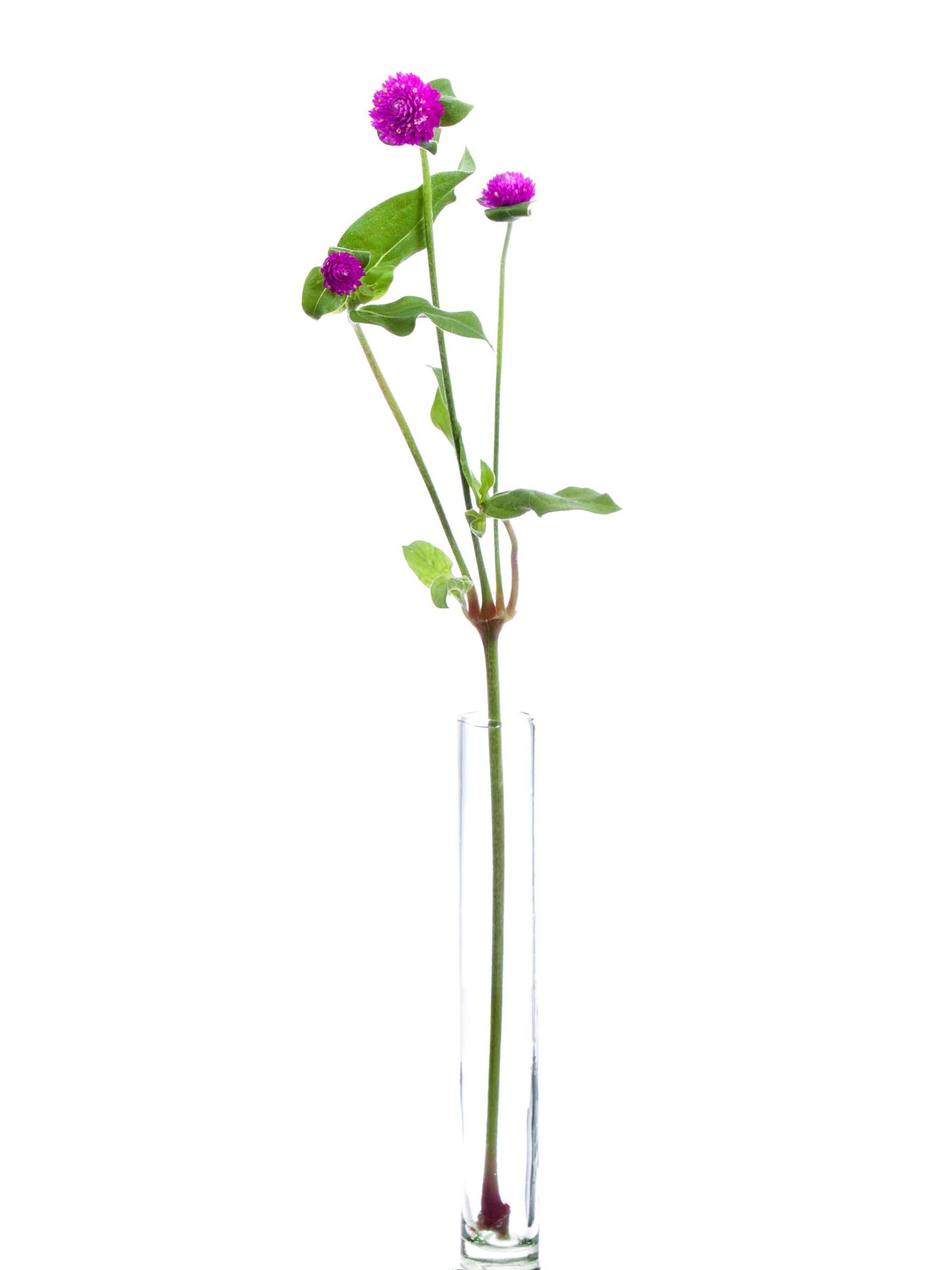 blumigo-gomphrena-kugelamarant-schnittblume-violett image 3
