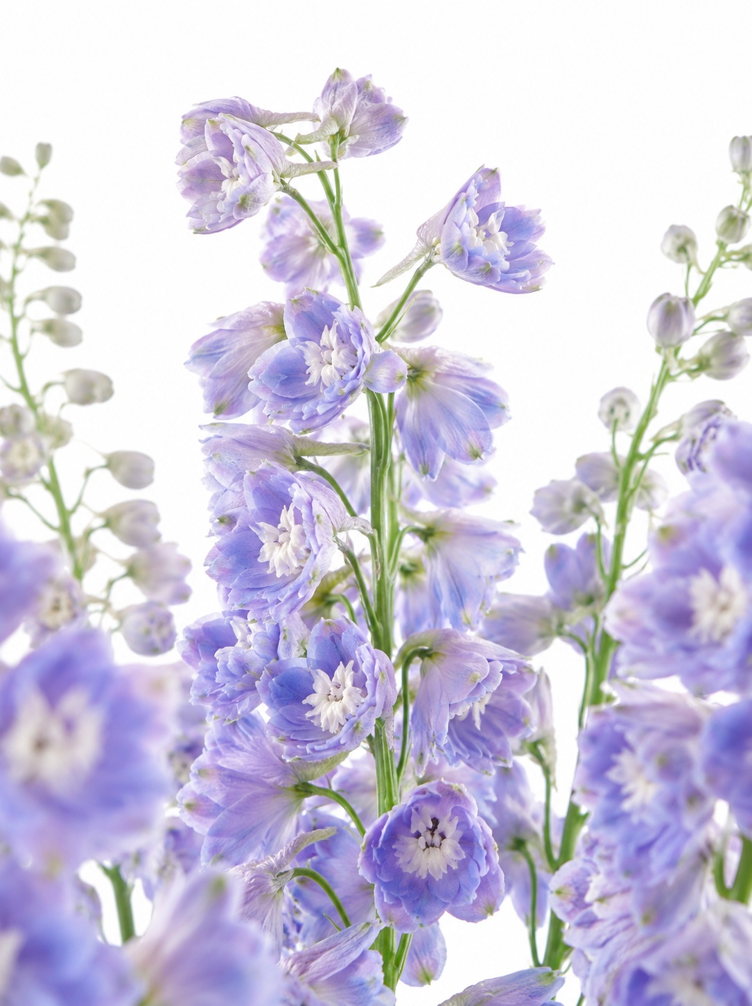 blumigo-l-wenm-ulchen-rittersporn-schnittblume-blau-violett image 2