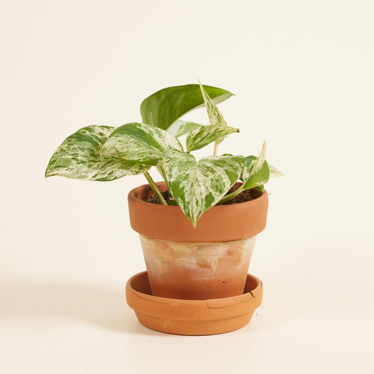 plnts-babyplnts-epipremnum-marble-queen-efeutute-6-cm-topf image 5