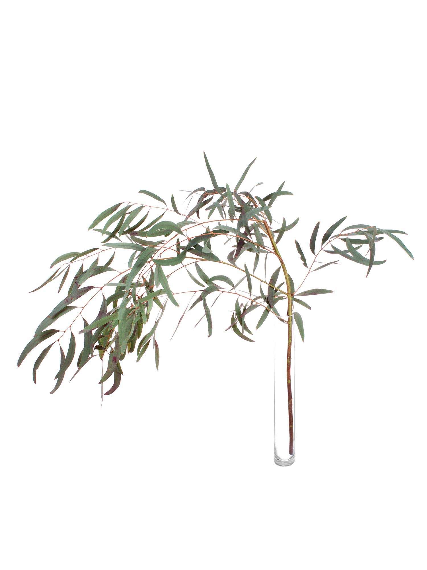 blumigo-eukalyptus-nicoli-rot-gef-rbt-bindegr-n image 3