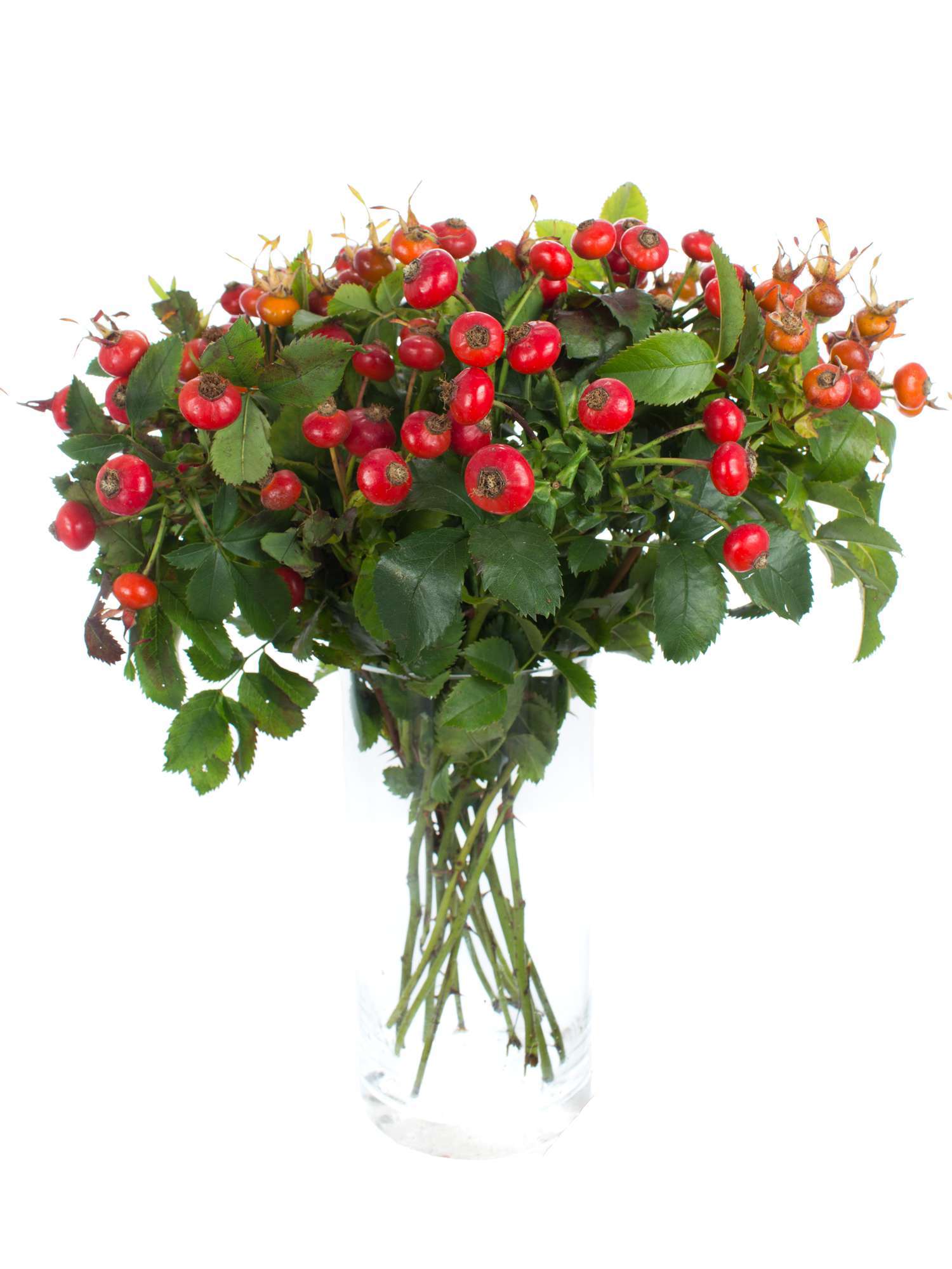blumigo-herbstdeko-magical-fantasy-hagebutte-rot-zweig image 2