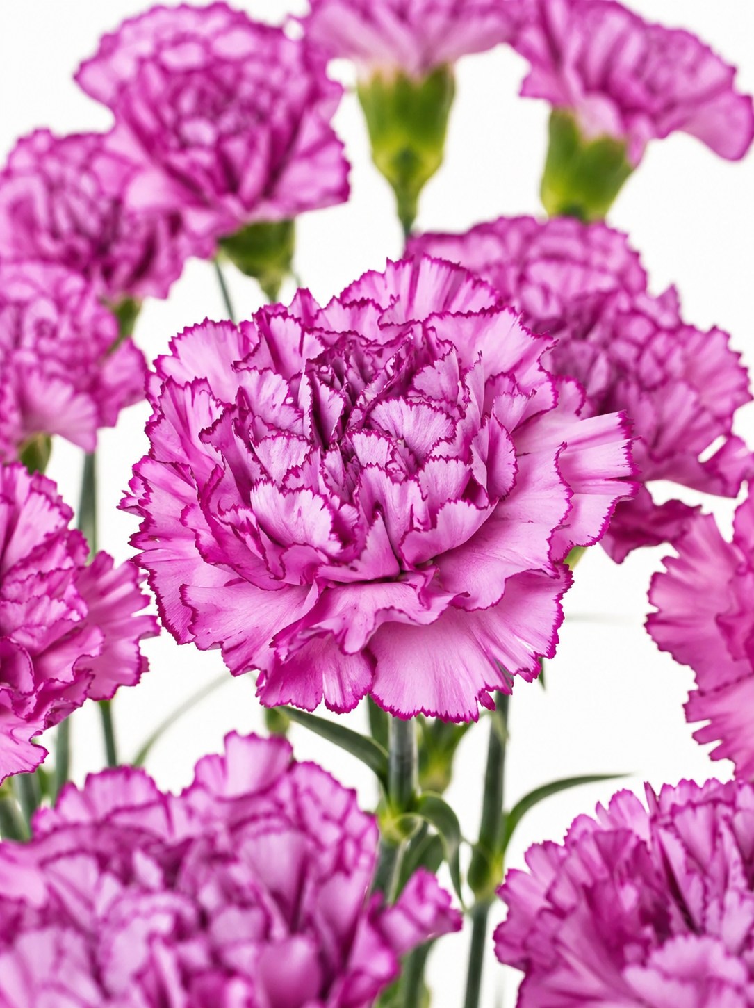 blumigo-nelken-royal-damascus-edelnelken-pink-violett image 1