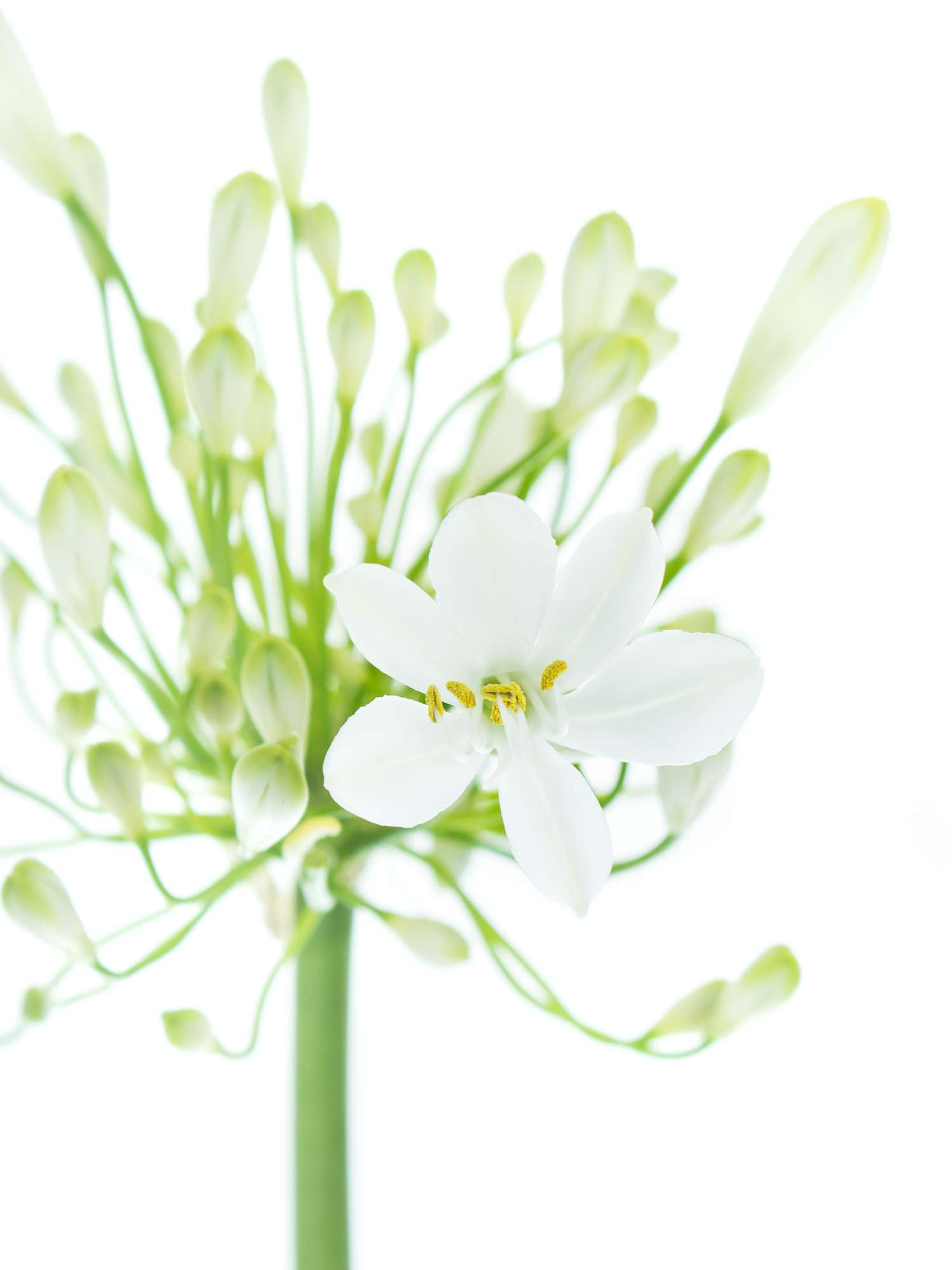 blumigo-blattwerk-agapanthus-polar-ice-bindegr-n-wei image 3