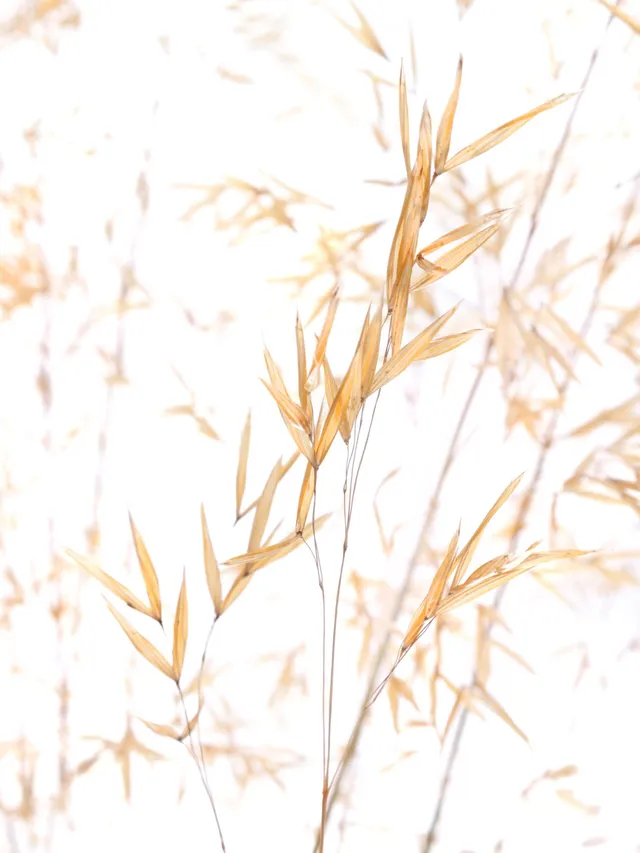 blumigo-ziergras-xl-mit-hren-trockengras-goldgelb image 1