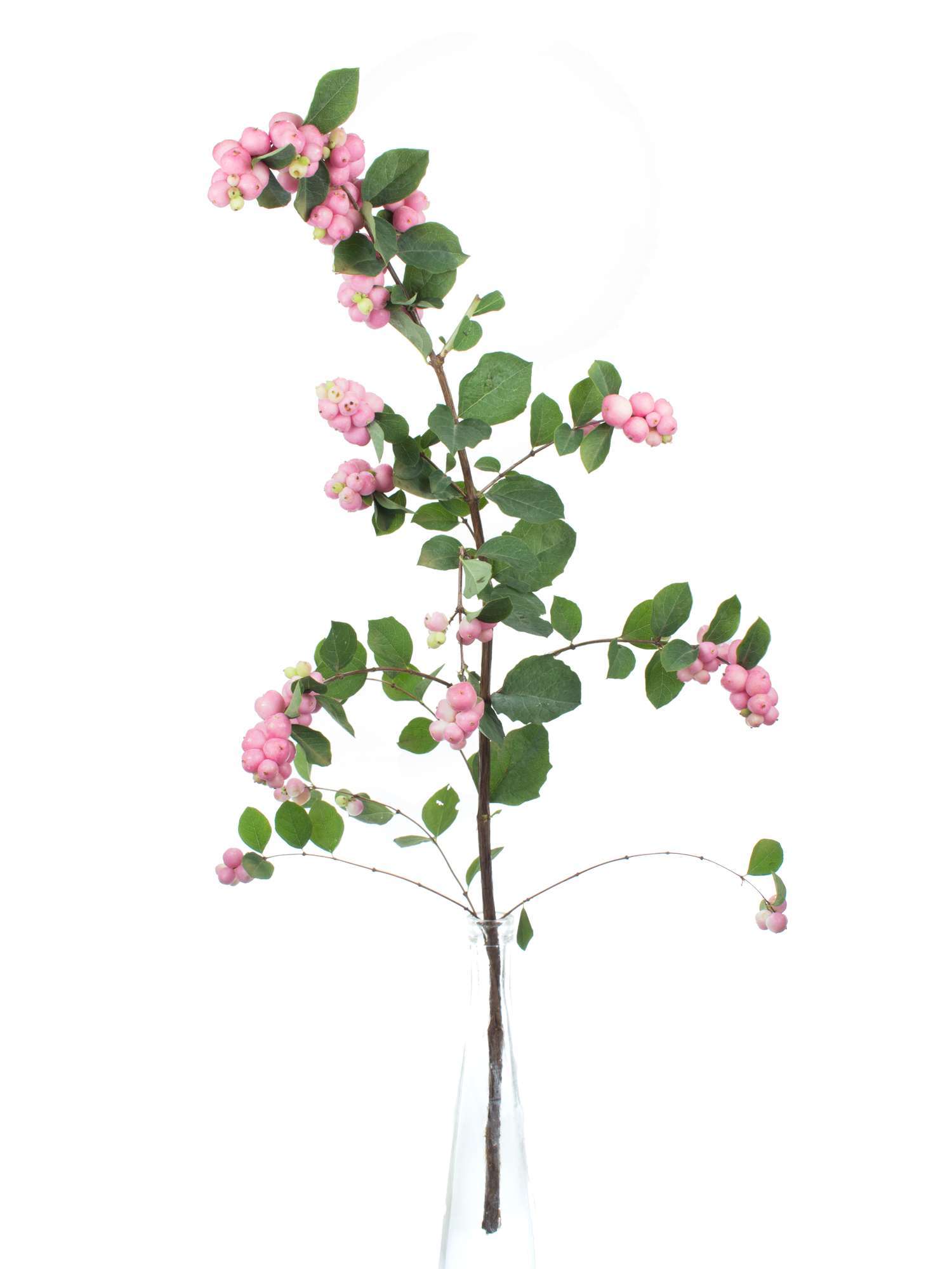 blumigo-magical-pride-schneebeeren-pink-frisches-greenery image 6