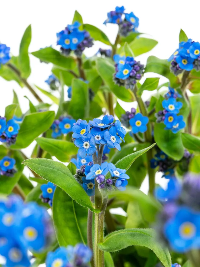 blumigo-blattwerk-myosotis-vergissmeinnicht-schnittblume-blau image 1
