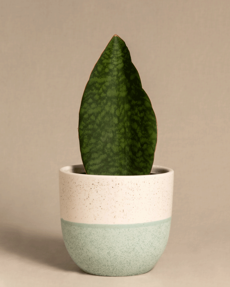 feey-variado-sansevieria-victoria-zimmerpflanze-15-25-cm image 5