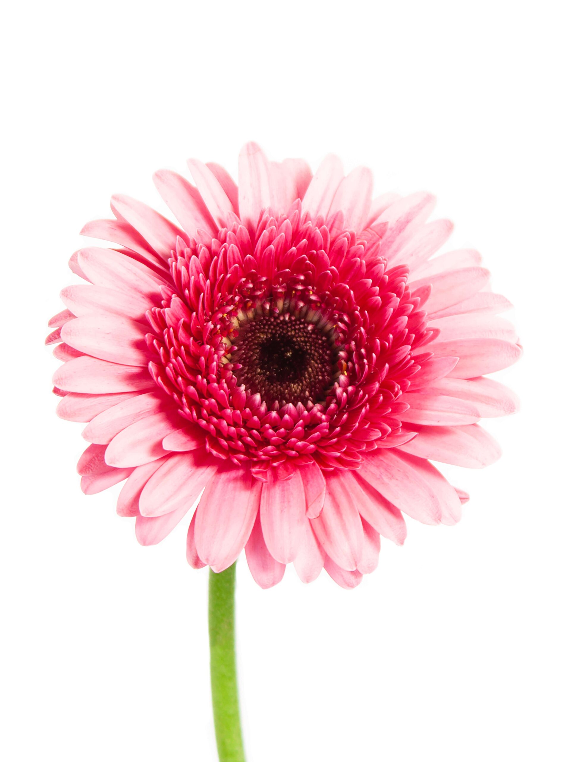 blumigo-gerbera-mini-isabelle-pink-rosa-schnittblumen image 3