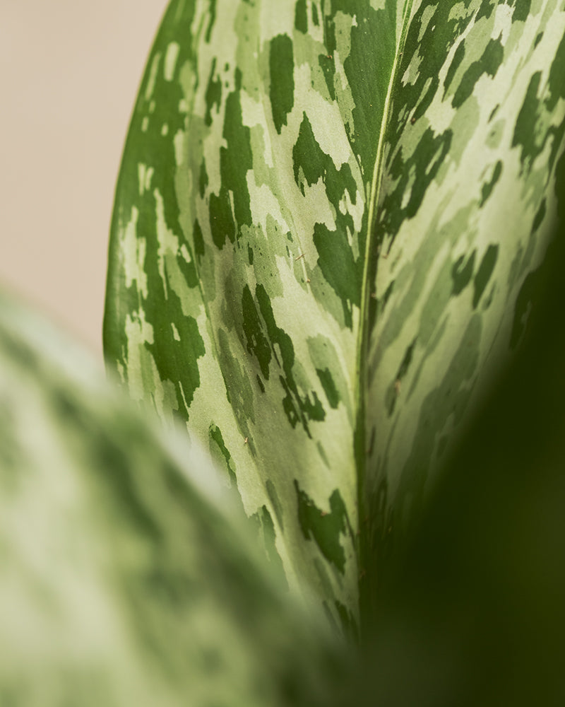 feey-variado-aglaonema-greenlight-zimmerpflanze-ohne-bertopf image 2