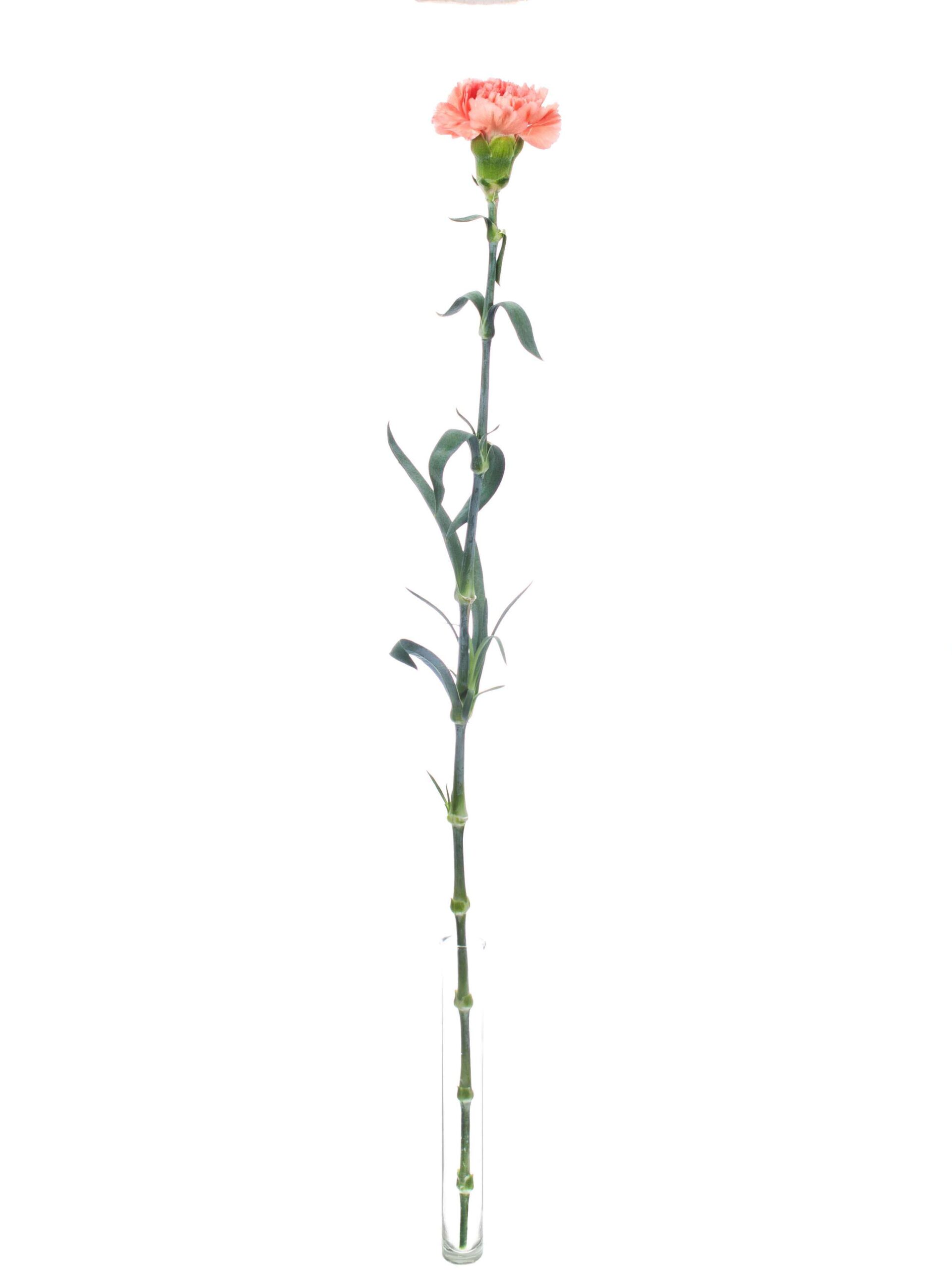 blumigo-edelnelken-megan-schnittnelke-apricot-einzelstiel image 4