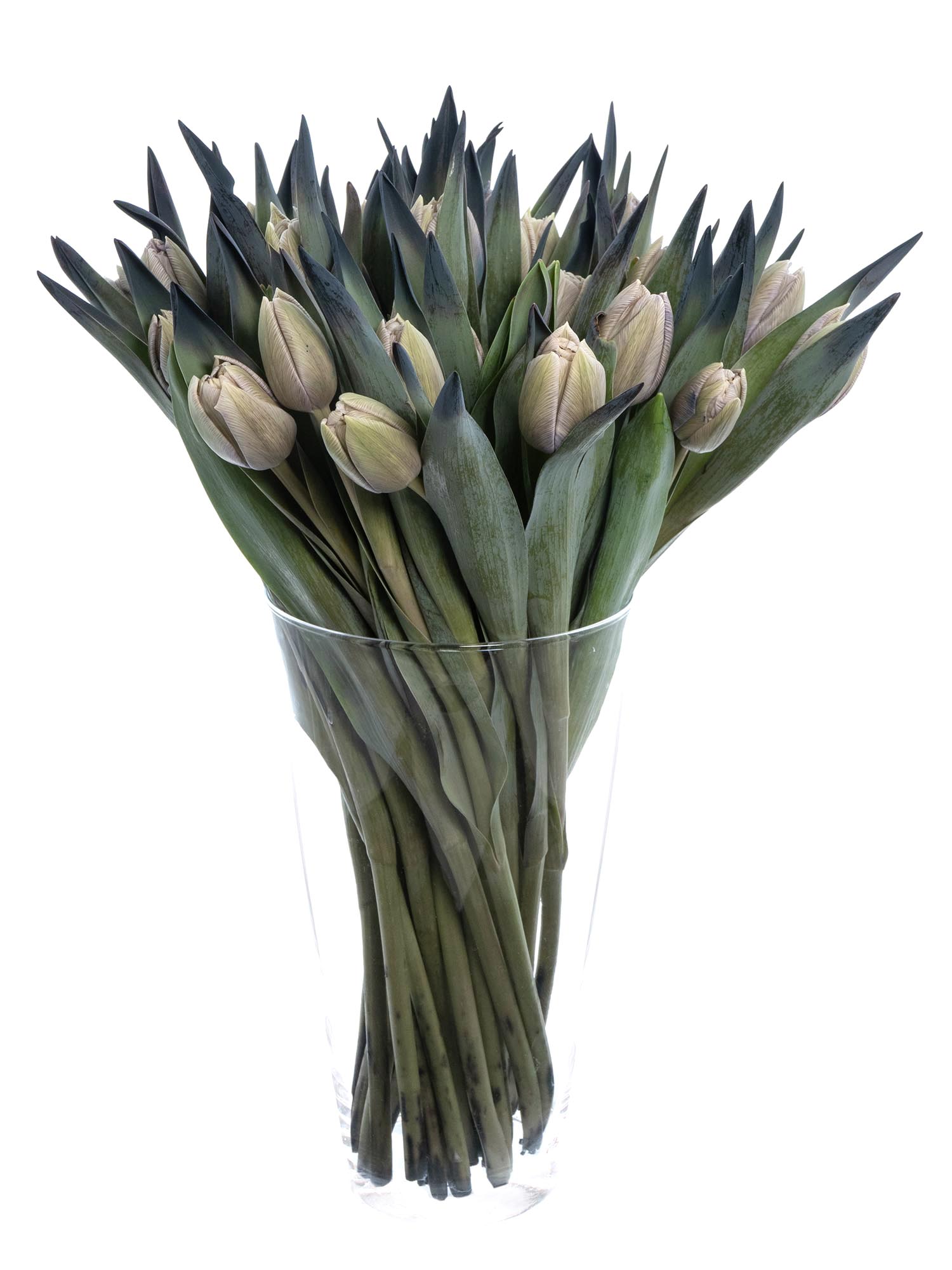 blumigo-tulpen-dusty-olive-schnittblume-grau-creme-gef-llt image 4