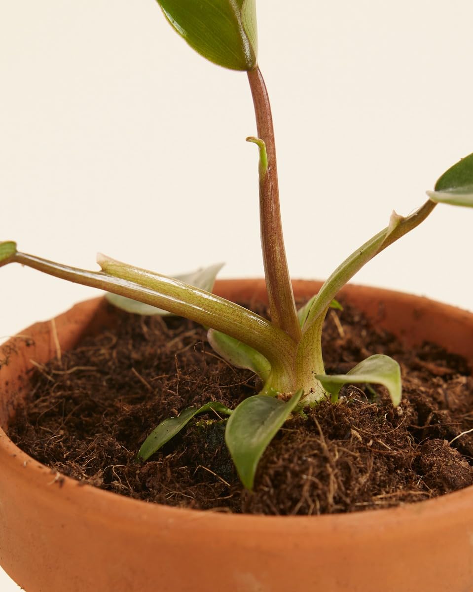 plnts-babyplnts-philodendron-mayoi-zimmerpflanze-8cm-baby image 4