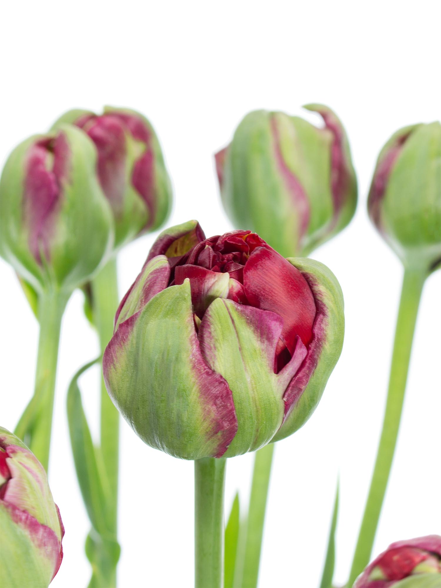 blumigo-tulpen-emblazon-dunkelrot-gef-llt-franz-sisch image 1