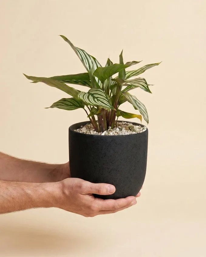feey-variado-calathea-vittata-korbmarante-tierfreundlich image 1